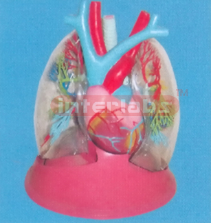 TRANSPARENT LUNG, LARYNX TRACHEA, HEART AND HEART MODEL W/ELLIPTIC STAND